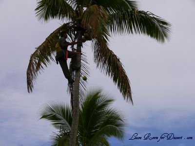 A Fijian cutting down green coconuts