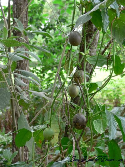 Wild growing passionfruit
