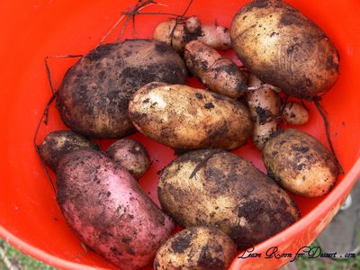 Fresh home grown potatoes