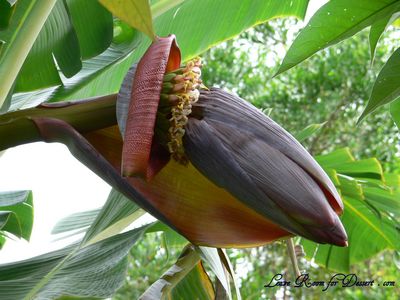 banana_flowers Banana Flowers