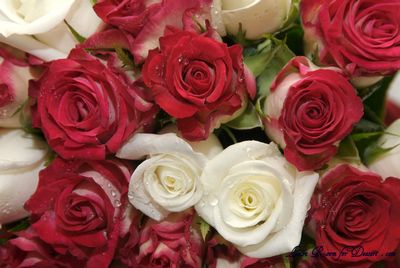 Bridesmaids bouquets – Double Delights with a few ivory roses