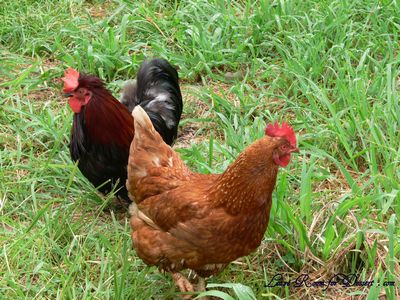 chicken_roaster Chicken and Rooster happy to be free