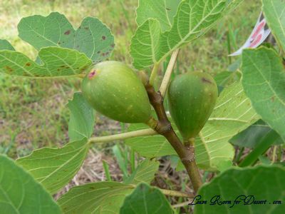 fig Figs