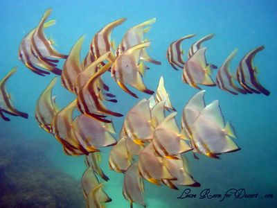Some of the lovely fish we saw while snorkeling