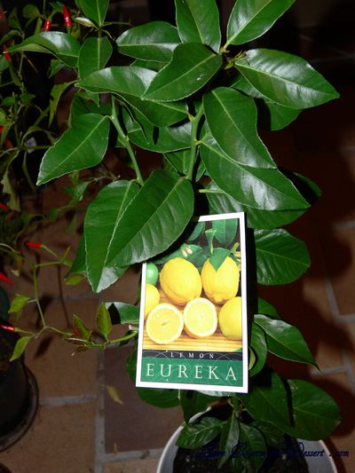 Lemon_Tree Nick's Eureka Lemon Tree
