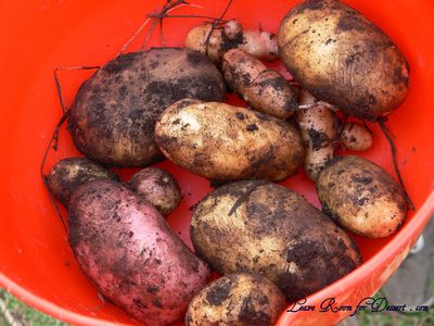 potatoes Fresh home grown potatoes