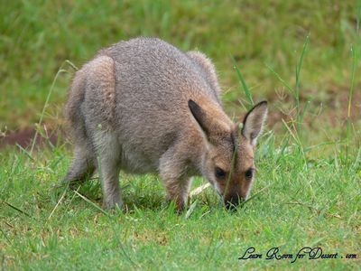 wallaby Friendly native wildlife