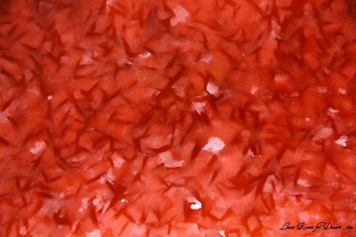 TropicalSnowEgg05