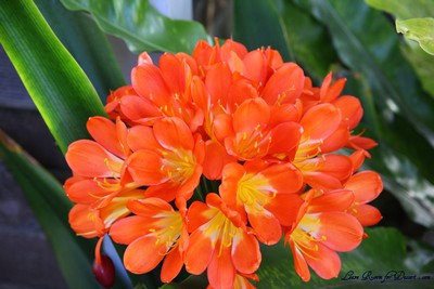 Flowers01