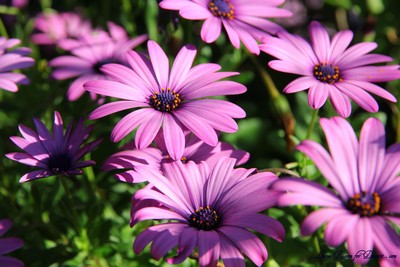 Flowers02
