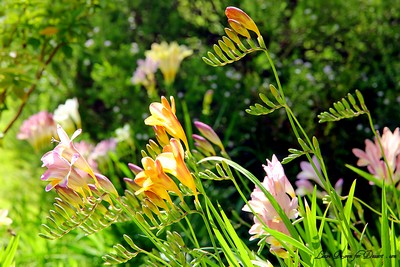 Flowers03