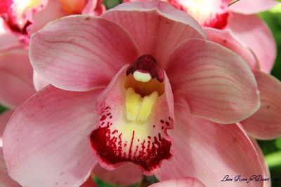 Flowers04