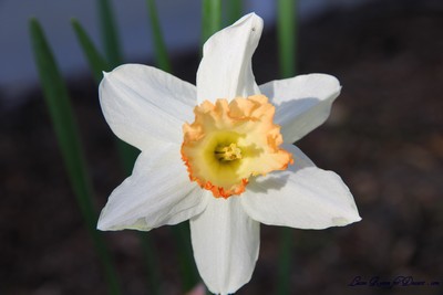 Flowers05