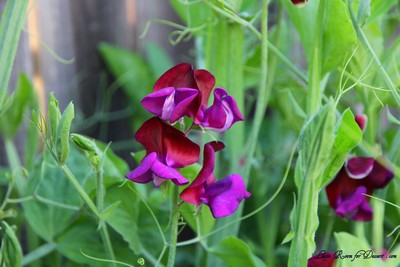 Flowers06