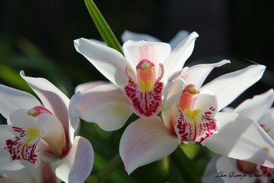 Flowers07
