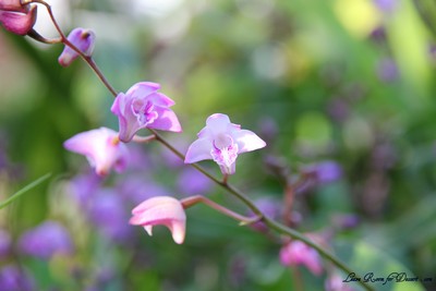 Flowers08