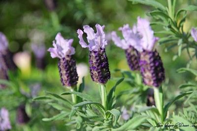 Flowers09
